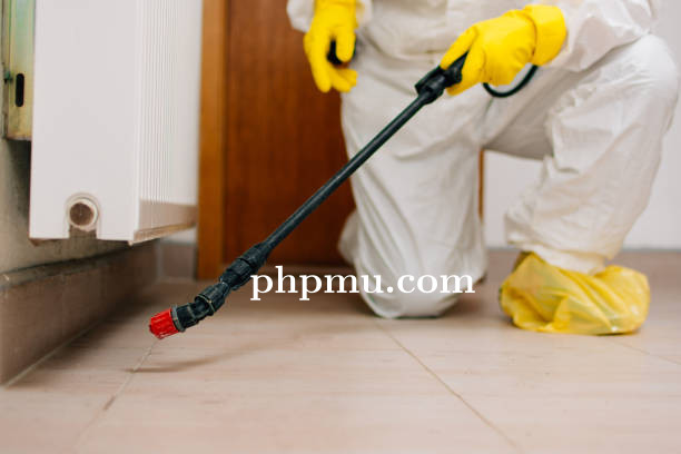 Mengenal Layanan Pest Control Rayap yang Tersedia di Yogyakarta
